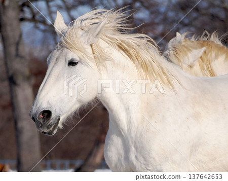 2026年,十勝牧場的馬車駕駛練習 2026年,十勝牧場的馬車駕駛練習 137642653