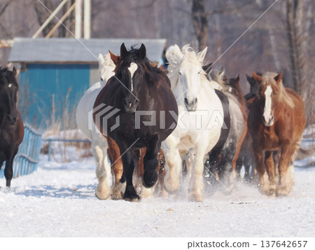2026年,十勝牧場的馬車駕駛練習 2026年,十勝牧場的馬車駕駛練習 137642657