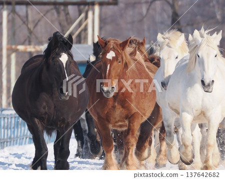 Horse-driving exercise at Tokachi Ranch, 2026 137642682