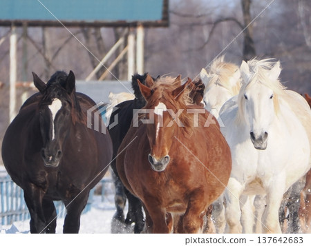 Horse-driving exercise at Tokachi Ranch, 2026 137642683