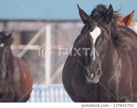 2026年,十勝牧場的馬車駕駛練習 2026年,十勝牧場的馬車駕駛練習 137642702