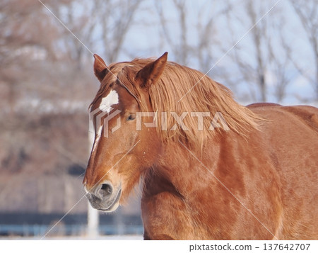 2026年,十勝牧場的馬車駕駛練習 2026年,十勝牧場的馬車駕駛練習 137642707