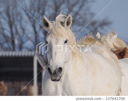 2026年,十勝牧場的馬車駕駛練習 2026年,十勝牧場的馬車駕駛練習 137642708