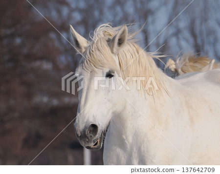2026年,十勝牧場的馬車駕駛練習 2026年,十勝牧場的馬車駕駛練習 137642709