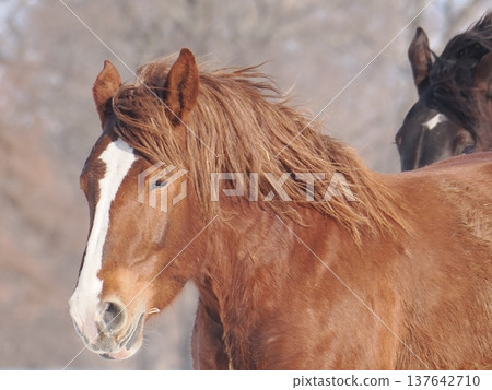 2026年,十勝牧場的馬車駕駛練習 2026年,十勝牧場的馬車駕駛練習 137642710