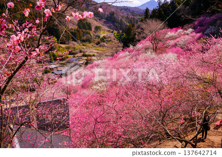 景觀與梅花 137642714