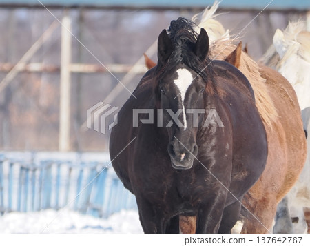 Horse-driving exercise at Tokachi Ranch, 2026 Horse-driving exercise at Tokachi Ranch, 2026 137642787