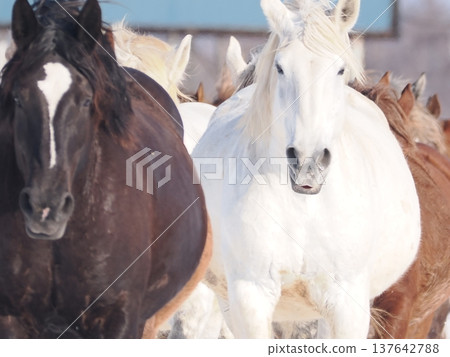 Horse-driving exercise at Tokachi Ranch, 2026 137642788