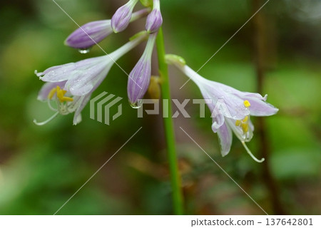 Wet hosta buds and flowers Wet hosta buds and flowers 137642801