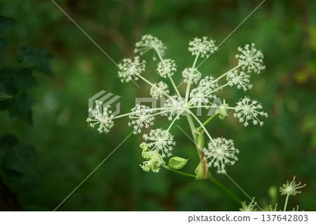 Shishido花 Shishido花 137642803