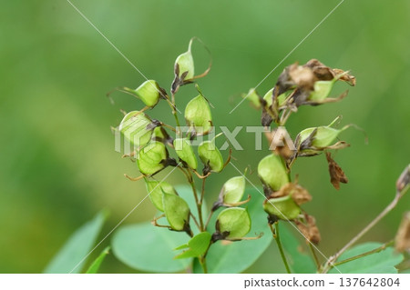Wild clover fruit 137642804