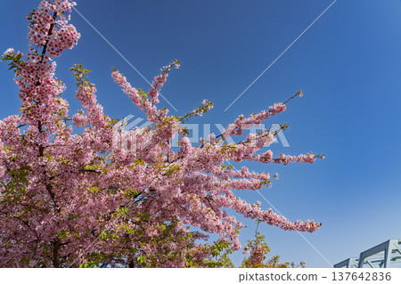 閃耀在藍天的櫻花 137642836