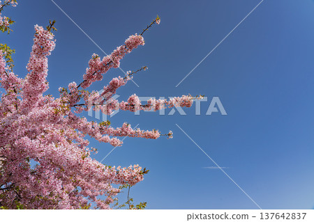 Kawazu櫻花在藍天 137642837