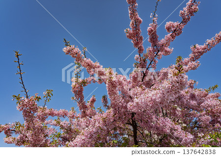 盛開的櫻花在藍天中閃耀 137642838