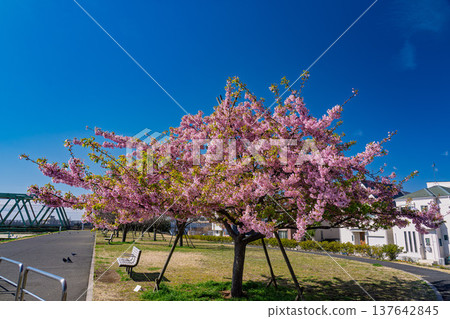 Kawazu cherry blossoms in the blue sky Kawazu cherry blossoms in the blue sky 137642845