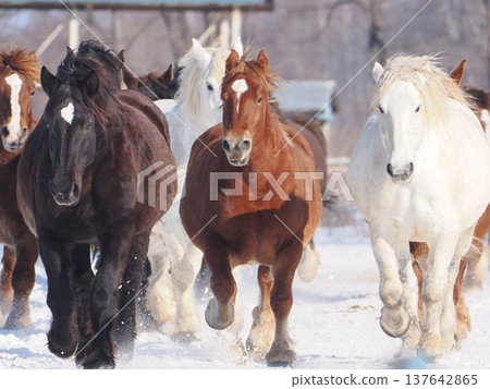 2026年，十勝牧場的馬車駕駛練習 137642865