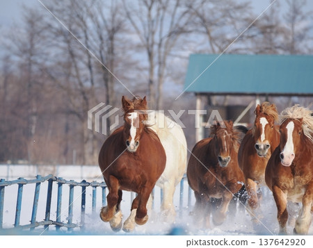 Horse-driving exercise at Tokachi Ranch, 2026 Horse-driving exercise at Tokachi Ranch, 2026 137642920