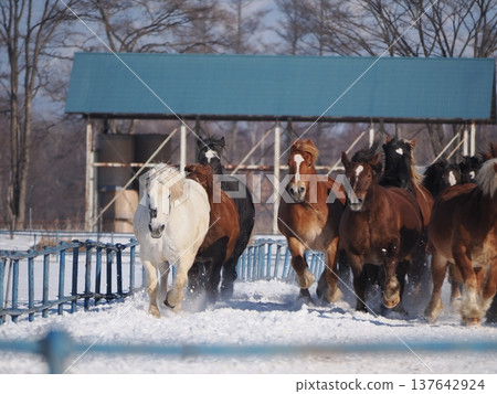 Horse-driving exercise at Tokachi Ranch, 2026 Horse-driving exercise at Tokachi Ranch, 2026 137642924