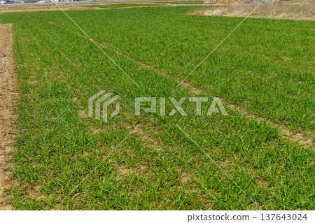 Wheat field after treading Wheat field after treading 137643024