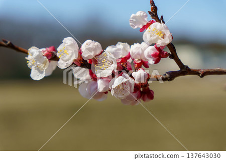 Peach blossoms to announce the arrival of spring Peach blossoms to announce the arrival of spring 137643030