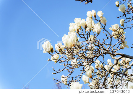 White tree lotus flower that shines in the blue sky White tree lotus flower that shines in the blue sky 137643043