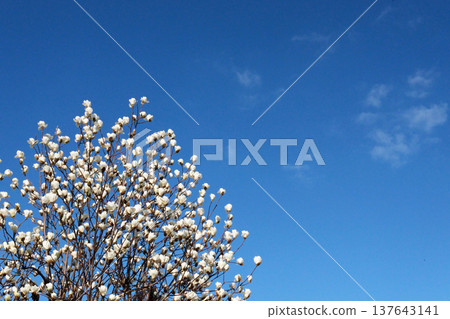 Magnolia trees floating in the blue sky Magnolia trees floating in the blue sky 137643141