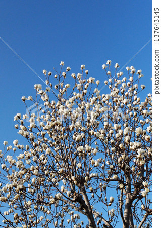 White magnolia flowers stretching into the blue sky White magnolia flowers stretching into the blue sky 137643145