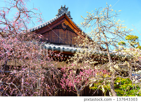 神戶須磨寺本殿盛開的紅白梅花 神戶須磨寺本殿盛開的紅白梅花 137643303