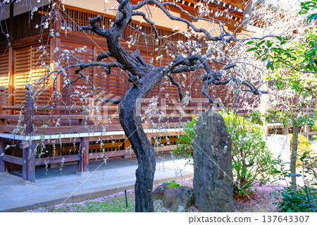 神戶須摩寺本寺的梅花盛開。 神戶須摩寺本寺的梅花盛開。 137643307