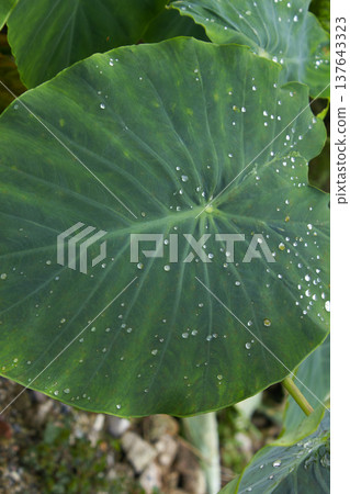It's a taro leaf with water droplets on it. 137643323