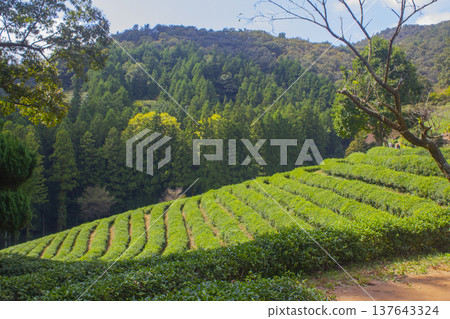 This is a green tea field in Boseong, Jeollanam-do. 137643324