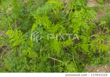 These are the leaves of a well-grown carrot. These are the leaves of a well-grown carrot. 137643328