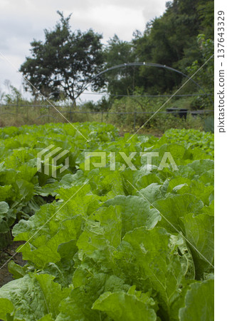 It's a cabbage field scene. It's a cabbage field scene. 137643329