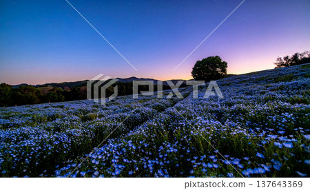 Nemophila blooming on the hill at dawn 137643369