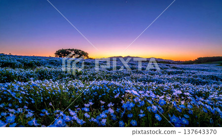 黃昏時分，山坡上盛開著粉蝶花。 137643370