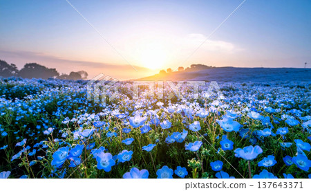 Nemophila and sunset 137643371
