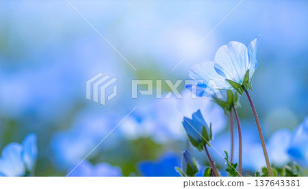 藍色的粉蝶花預示著夏天的到來。 137643381