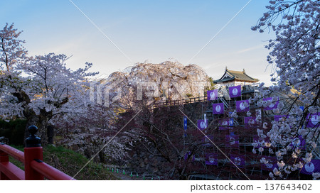 遷址後的城堡天守閣沐浴在晨曦中,櫻花盛開-青森縣弘前城,2024年 遷址後的城堡天守閣沐浴在晨曦中,櫻花盛開-青森縣弘前城,2024年 137643402