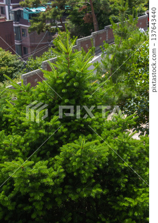 This is a close-up of a fir tree. This is a close-up of a fir tree. 137643440