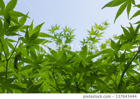 Close-up of green maple leaves. Close-up of green maple leaves. 137643444
