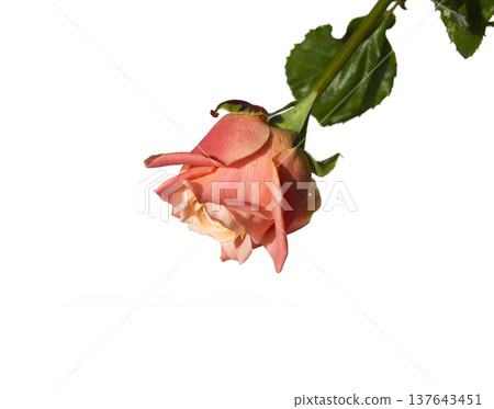 It's a pink rose in full bloom. 137643451