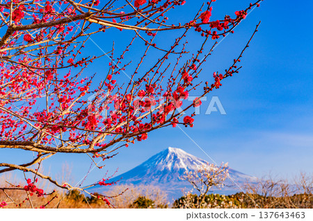 （靜岡縣）岩本山公園和富士山的李子 137643463