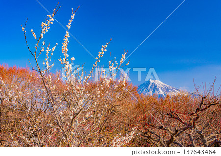 （靜岡縣）岩本山公園和富士山的李子 137643464
