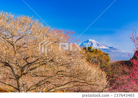 (Shizuoka Prefecture) Plums of Iwamotoyama Park and Mt. Fuji (Shizuoka Prefecture) Plums of Iwamotoyama Park and Mt. Fuji 137643465