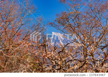 (Shizuoka Prefecture) Plums of Iwamotoyama Park and Mt. Fuji (Shizuoka Prefecture) Plums of Iwamotoyama Park and Mt. Fuji 137643467