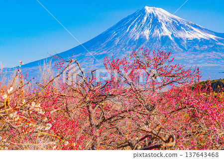 (靜岡縣)岩本山公園和富士山的李子 (靜岡縣)岩本山公園和富士山的李子 137643468