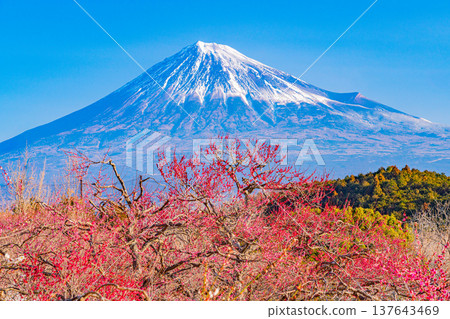 (靜岡縣)岩本山公園和富士山的李子 (靜岡縣)岩本山公園和富士山的李子 137643469