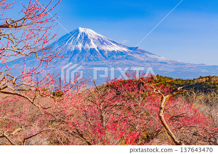 （靜岡縣）岩本山公園和富士山的李子 137643470