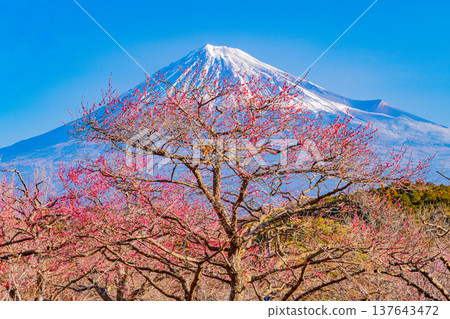 (Shizuoka Prefecture) Plums of Iwamotoyama Park and Mt. Fuji (Shizuoka Prefecture) Plums of Iwamotoyama Park and Mt. Fuji 137643472