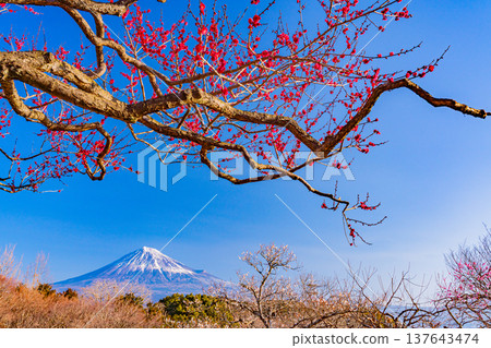 (Shizuoka Prefecture) Plums of Iwamotoyama Park and Mt. Fuji (Shizuoka Prefecture) Plums of Iwamotoyama Park and Mt. Fuji 137643474